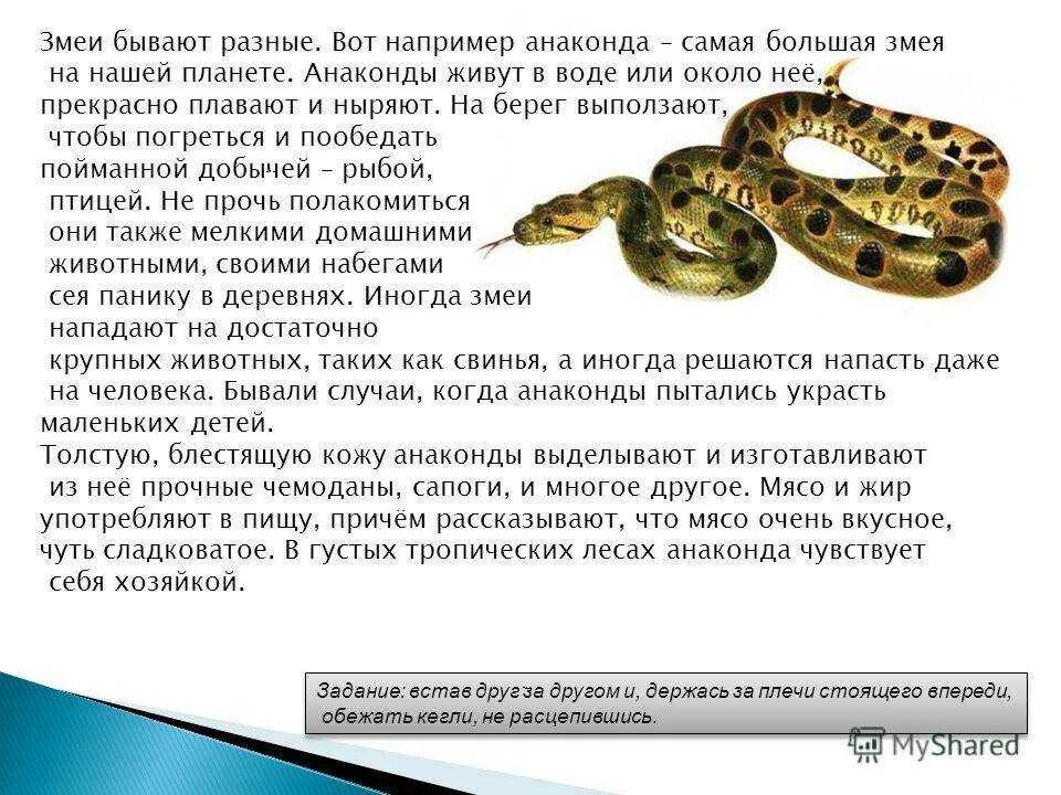 Сонник к чему снятся змеи во сне. Змеи приснились во сне женщине. Сонник что означает змея во сне.