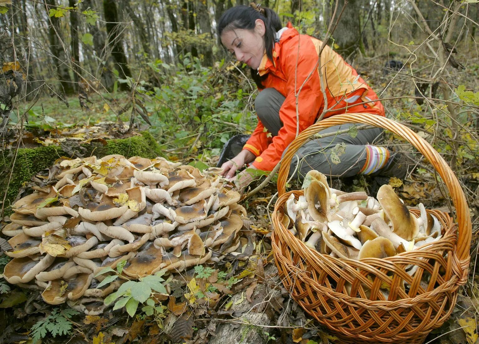 Какие грибы собирают в апреле. Поляна белых грибов. Грибы в тайге. Грибы растут в Ленинградской области. Грибы лисички в лесу.