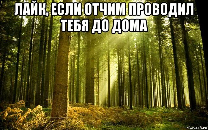 Идите лесом товарищи. Иди лесом картинки. Иди лесом мем. Пошли лесом. Идите лесом.