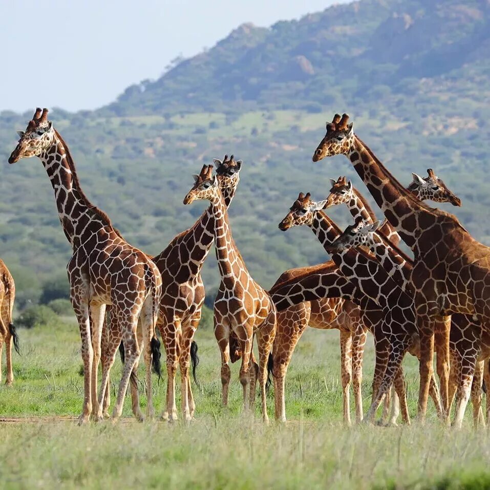 Trip africa. Оазис Аль Айн. Аль Айн экскурсия. Аль Айн Дубай экскурсия. Сафари Жираф.