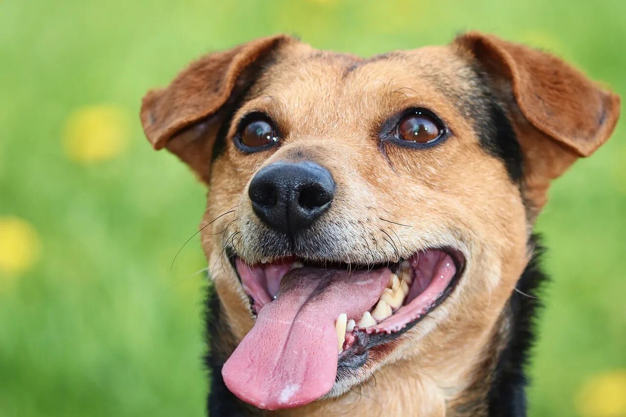 Золотистый улыбающийся пес. Улыбка собаки. Собака улыбается. Собака с высунутым языком. Морда собаки.