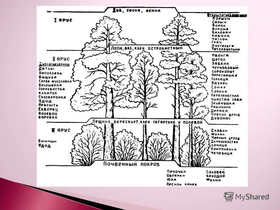 сосна обыкновенная ярусность. ярусы леса схема. ярусы смешанного леса. природные зоны африки 7 класс. растения верхнего яруса.