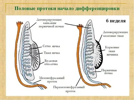 Протоки половых желез
