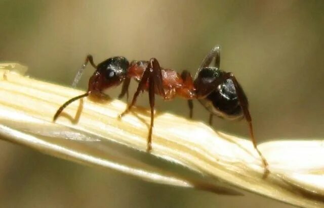 Муравьи Lasius platythorax. Муравей обычный. Обыкновенный муравей на пальце.