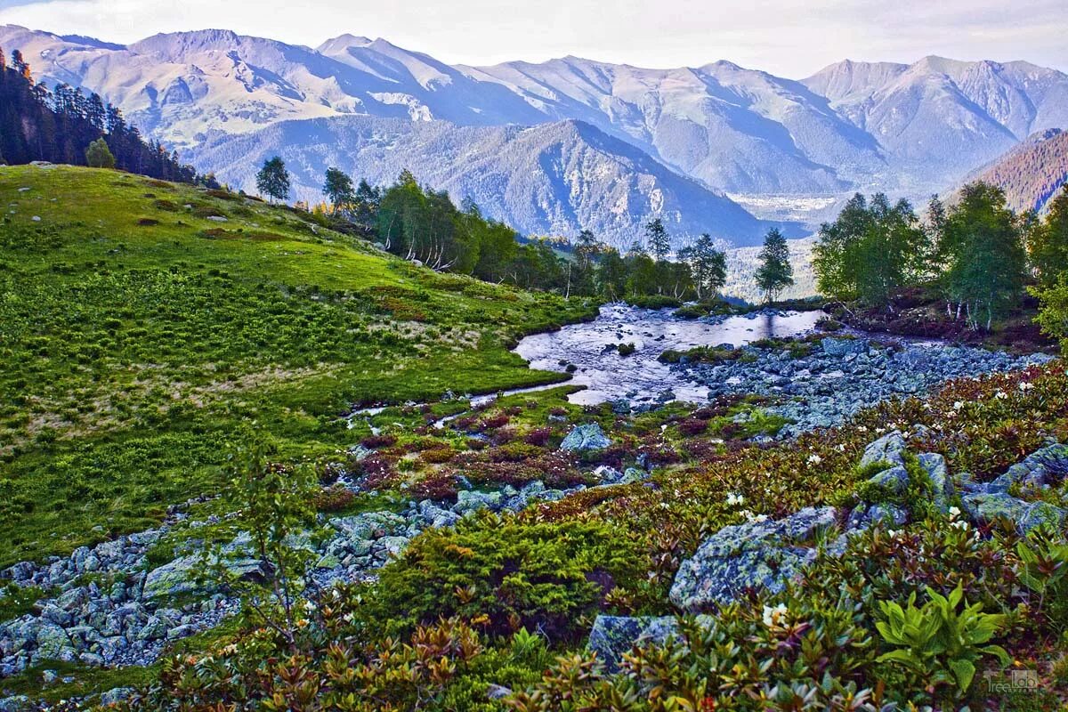 горы домбая весной. домбай альпийские луга. альпийские луга архыз. горы кавказа архыз. горная горечавка северной осетии.