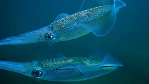 Squid