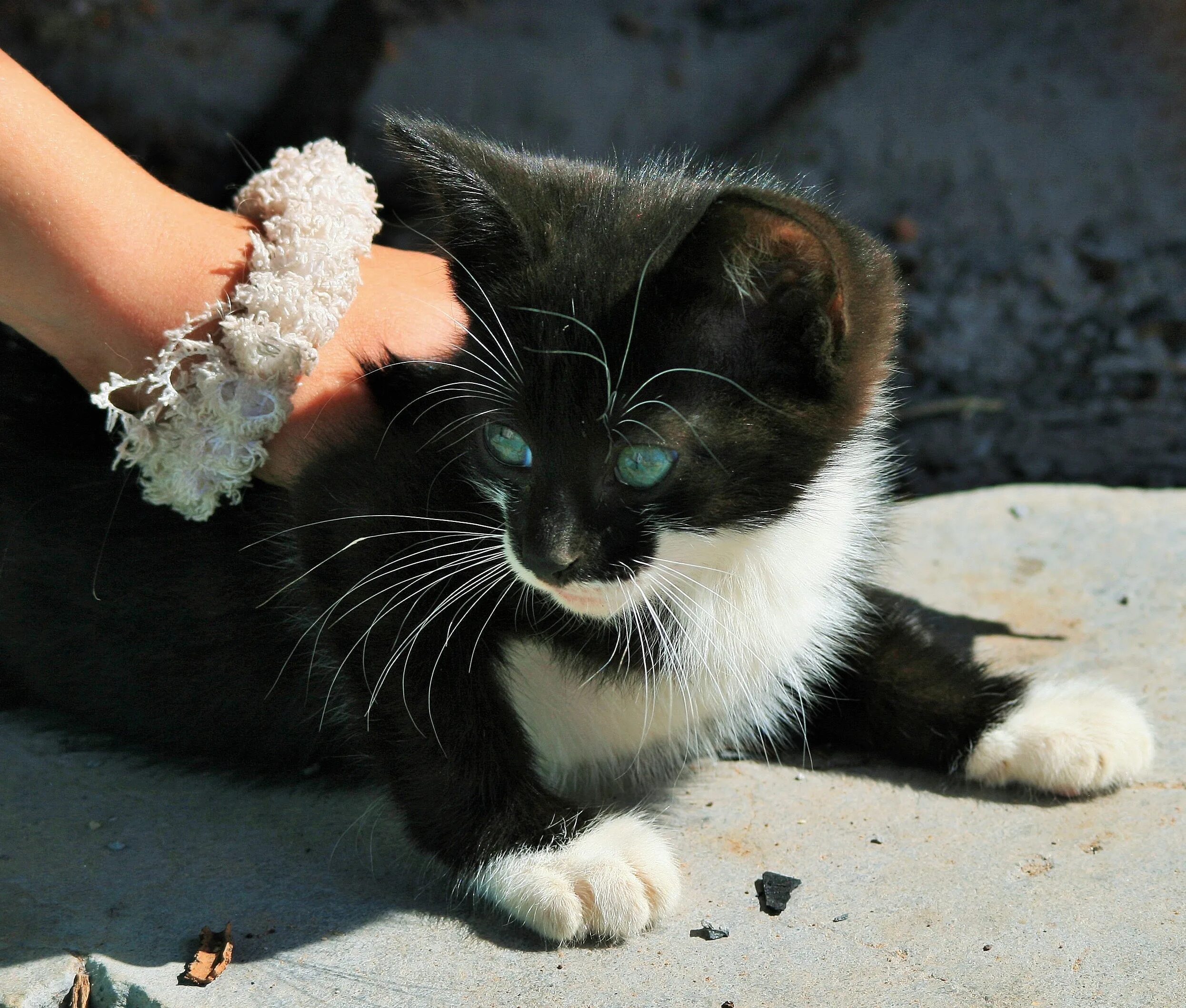 Кошка ни. Чёрно-белый котёнок с зелёными глазами. Черный котенок на руках. Черно белый котенок с зелеными глазами. Кошки маленькие большие.