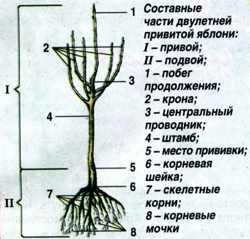 Корневая шейка заглублена саженцы. Корневая шейка саженца яблони. Строение саженца яблони. Корневая шейка и подвой.