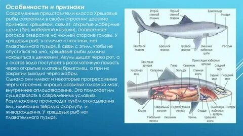 Жабры класс хрящевые рыбы