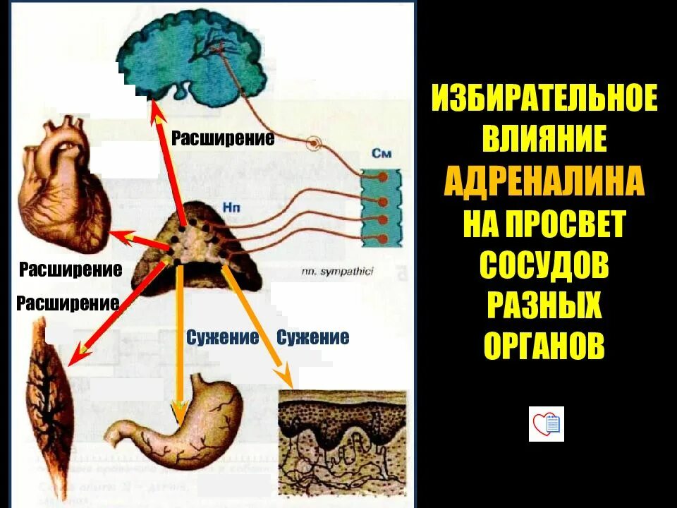 Адреналин кишечник. Влияние адреналина. Влияние адреналина на различные органы. Влияние адреналина на организм человека. Регуляция просвета сосудов.