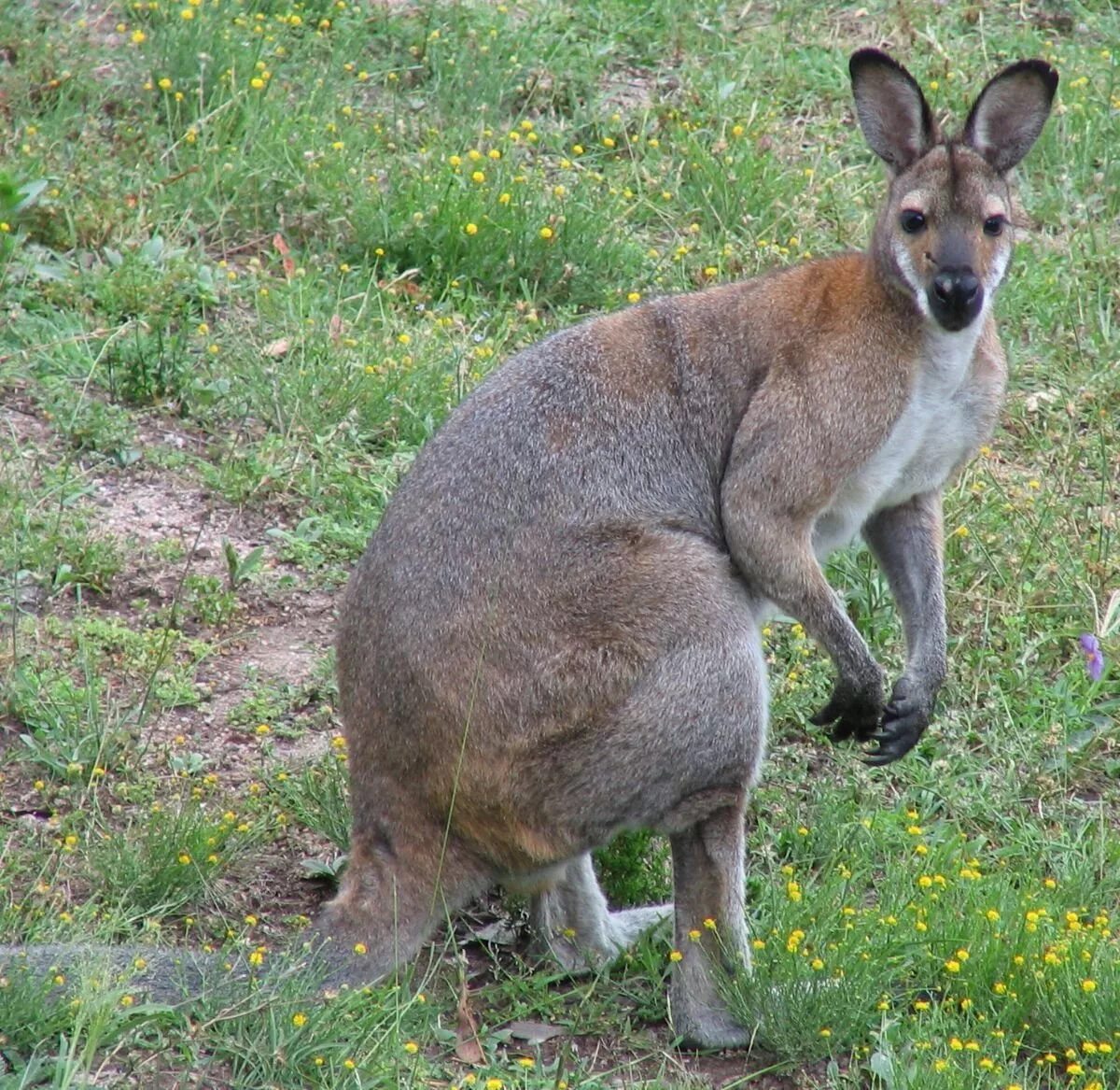 Серый исполинский кенгуру. Кенгуру Macropus. Серый австралийский кенгуру. Кенгуру рыже-серый валлаби.