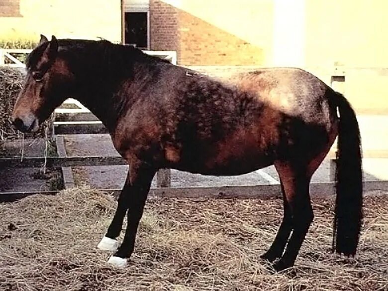 Ламинит (диффузный асептический пододерматит). Ламинит у лошадей. Ламинит у лошадей. Ревматическое воспаление копыт ламинит. Ламинит - ревматическое воспаление копыт лошадей.