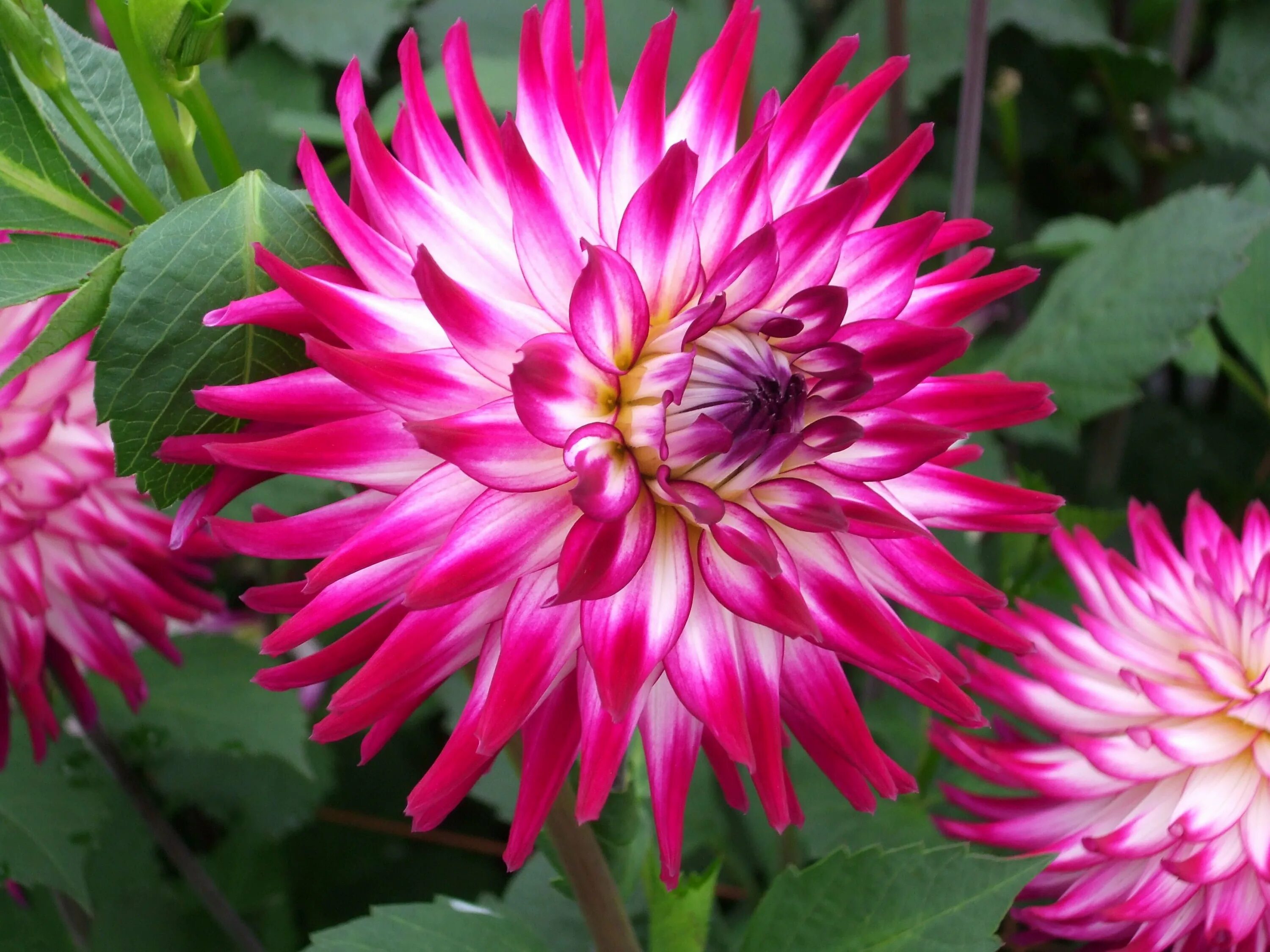 Георгин однолетний сорта с фото. Георгины dahlia. пионовидные георгины. георгины однолетки.