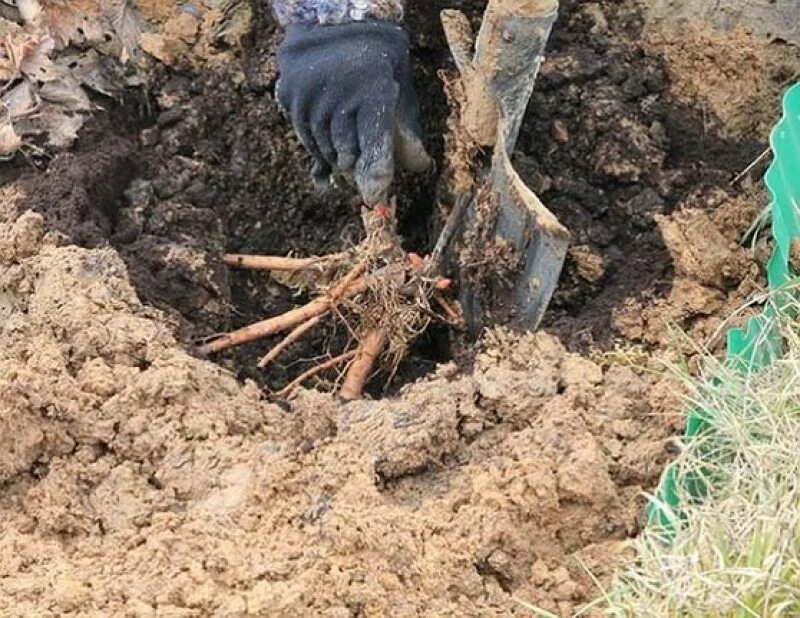 Когда лучше пересаживать пионы. Посадка пиона. Посадка пионов весной в открытый грунт. Правильная посадка пионов осенью. Выкопать пион.