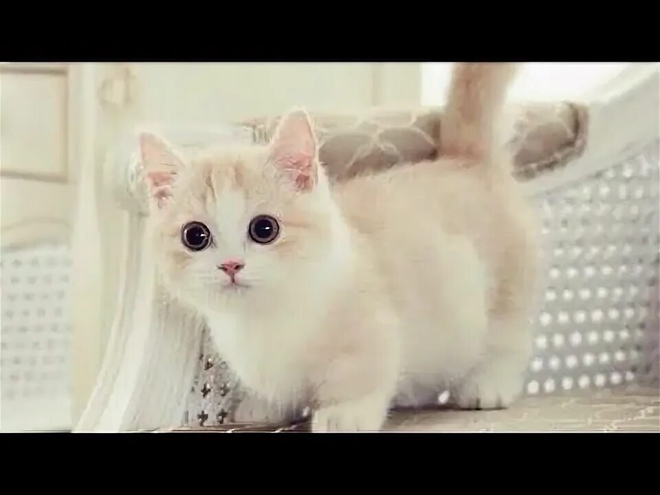 skookum kitty Cat breeds, Dwarf cat, Cute cats