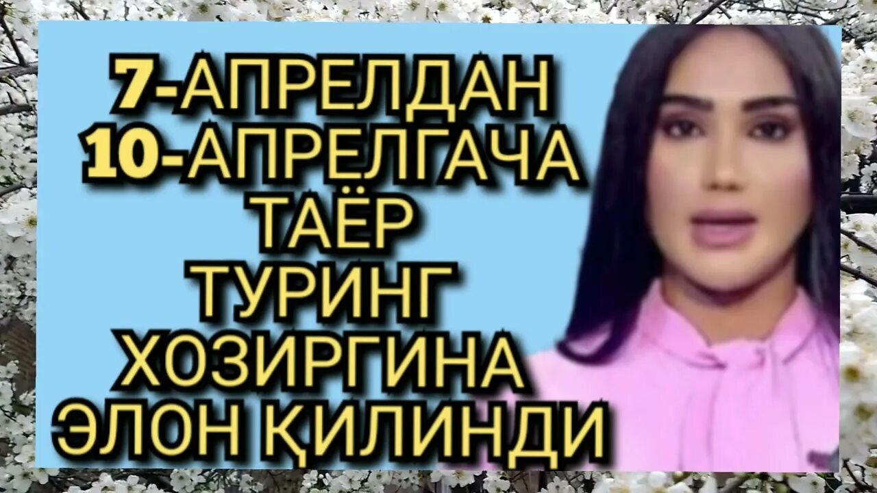 Вислоухий каракал. Каракал и каракет. Каракул об хава. Каракал и каракет. Котята породы каракал.