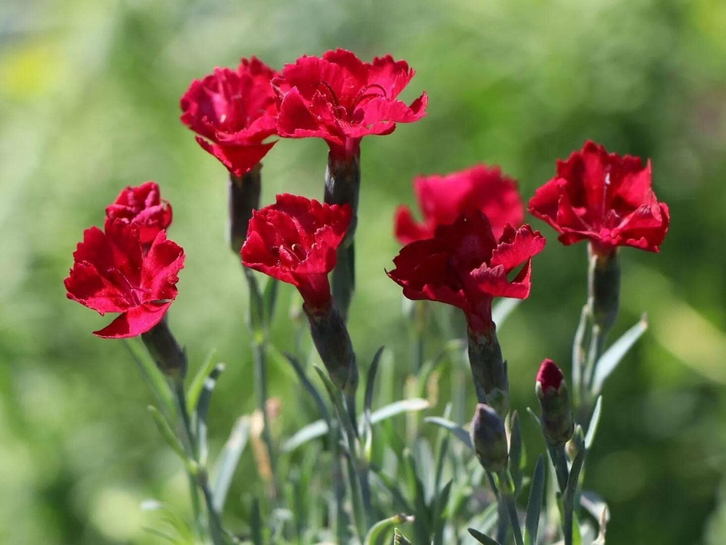 Гвоздики. Dianthus gratianopolitanus 'Rubin'. Гвоздика серовато-голубая Рубин. Гвоздика Dianthus gratianopolitanus Rubin. Гвоздика Альпийская Рубин.