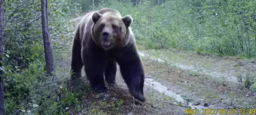 МЕДВЕДИЦА НАПУГАЛА КУЛИКА-ПЕРЕВОЗЧИКА В ЗАПОВЕДНИКЕ КАРЕЛИИ (ВИДЕО) ПОДРОБНЕЕ: h