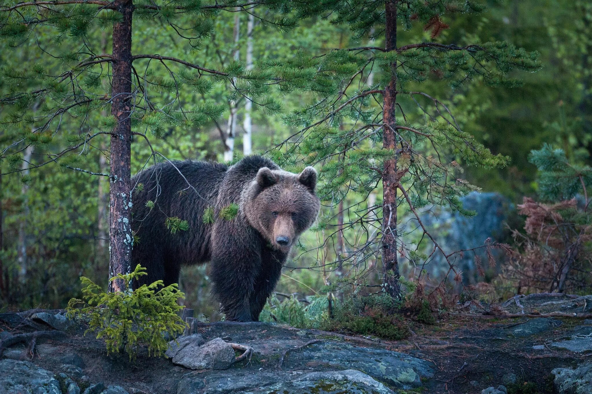 Таежный бурый медведь. Сибирский бурый медведь. Бурый медведь в тайге. Бурый медведь во Владимирской области. Животные средней сибири