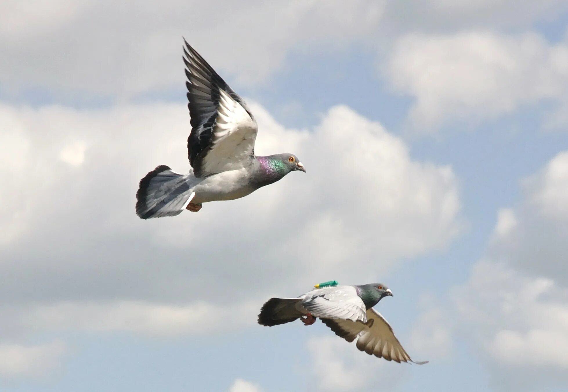 Белая птица на прозрачном фоне. Flying pigeon. Горлица размах крыльев. Сизый голубь голуби. American flying flight pigeon.
