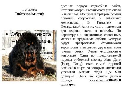 Дорогая собака текст