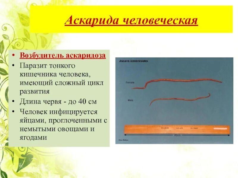 Образ жизни аскариды человеческой. Биология 7 класс Тип круглые черви аскариды. Человеческая аскарида биология 7 класс. Общая характеристика аскариды. Человеческая аскарида Тип червей.