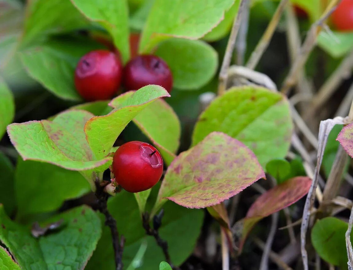 какую ягоду называют клоповкой. клоповка сахалинская ягода. клоповка сахалинская ягода. ягода клоповка на сахалине. ягоды сахалина - красника.