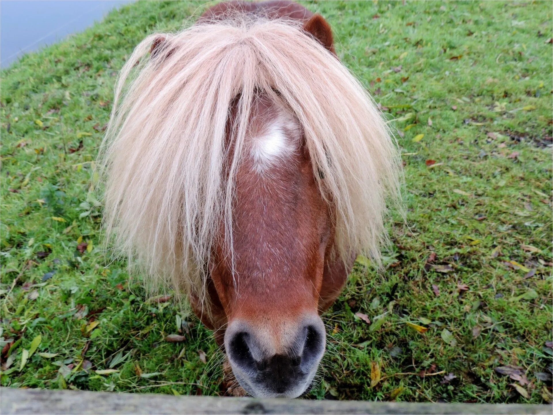 Horse hair. Шетлендский пони рыжий. Лошадь с челкой. Лошадиные прически. Прически для лошадей.