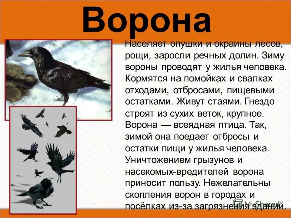 Сообщение о птице 2 класс. Птицы для презентации. Сообщение о Птичке. Доклад про птиц. Презентация птицы 1 класс.