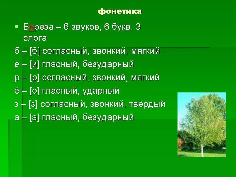 Береза звуки и буквы. Берёза Твердые и мягкий звук з. Береза сколько звуков. Береза звуковой анализ. Березка мягкая