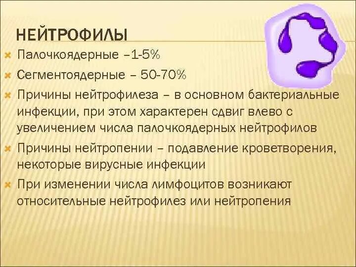Нейтрофилы сегментоядерные у женщины. Нейтрофилы сегментоядерные у женщины