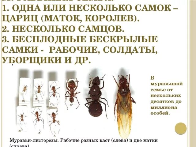 Как отличить маточное. Иерархия муравьев. Сам ки и самцы муравьёв. Муравьи иерархия. Рабочие муравьи самки.