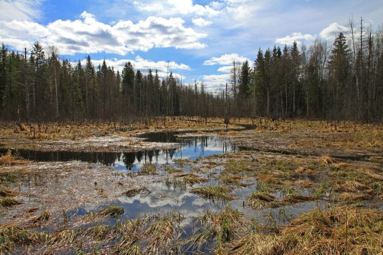 Топком дне озера. Великое болото Вологодской области. Торфяные болота Вологда. Низинные болота Вологодской области. Уломское Вологодская область болота.