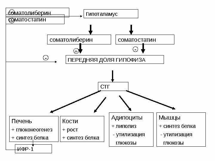Соматотропный гормон химическая структура. Соматолиберин гормон. Соматостатин стг. Соматолиберин механизм действия биохимия. Меланостатин функции.