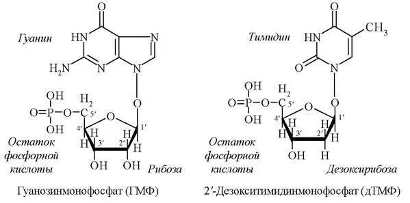 Гуанин +2 дезоксирибоза +фосфорная кислота. Гуанин рибоза и фосфорная кислота. Аденин формула биохимия. Нуклеотид остаток фосфорной кислоты. Гуанин рибоза и фосфорная кислота.