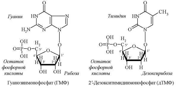 Нуклеотиды с рибозой. Аденин формула биохимия. Нуклеотид гуанина риюоза. Нуклеотид гуанин 5' формула.