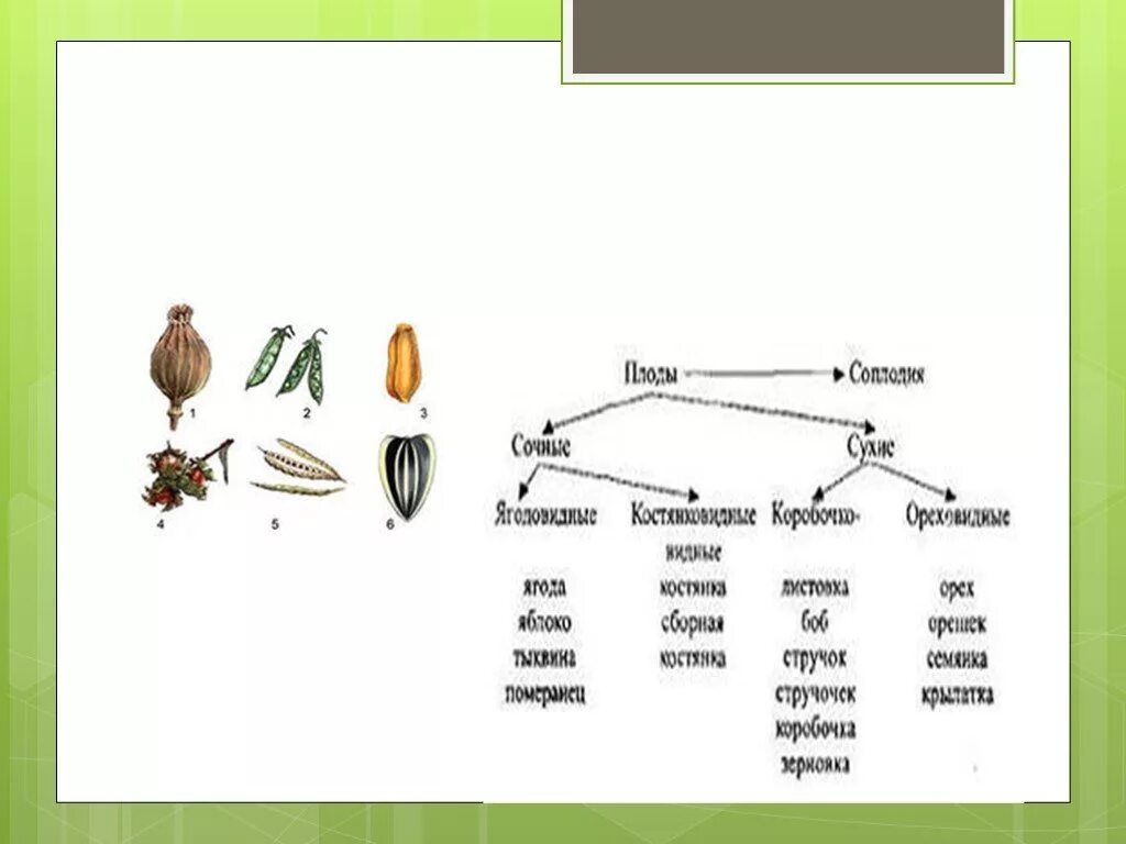 Основные группы плодов. Схема плоды биология 6 класс. Схема разнообразие плодов 6 класс биология. Схема плода биология 6. Схема типов плодов 6 класс биология.