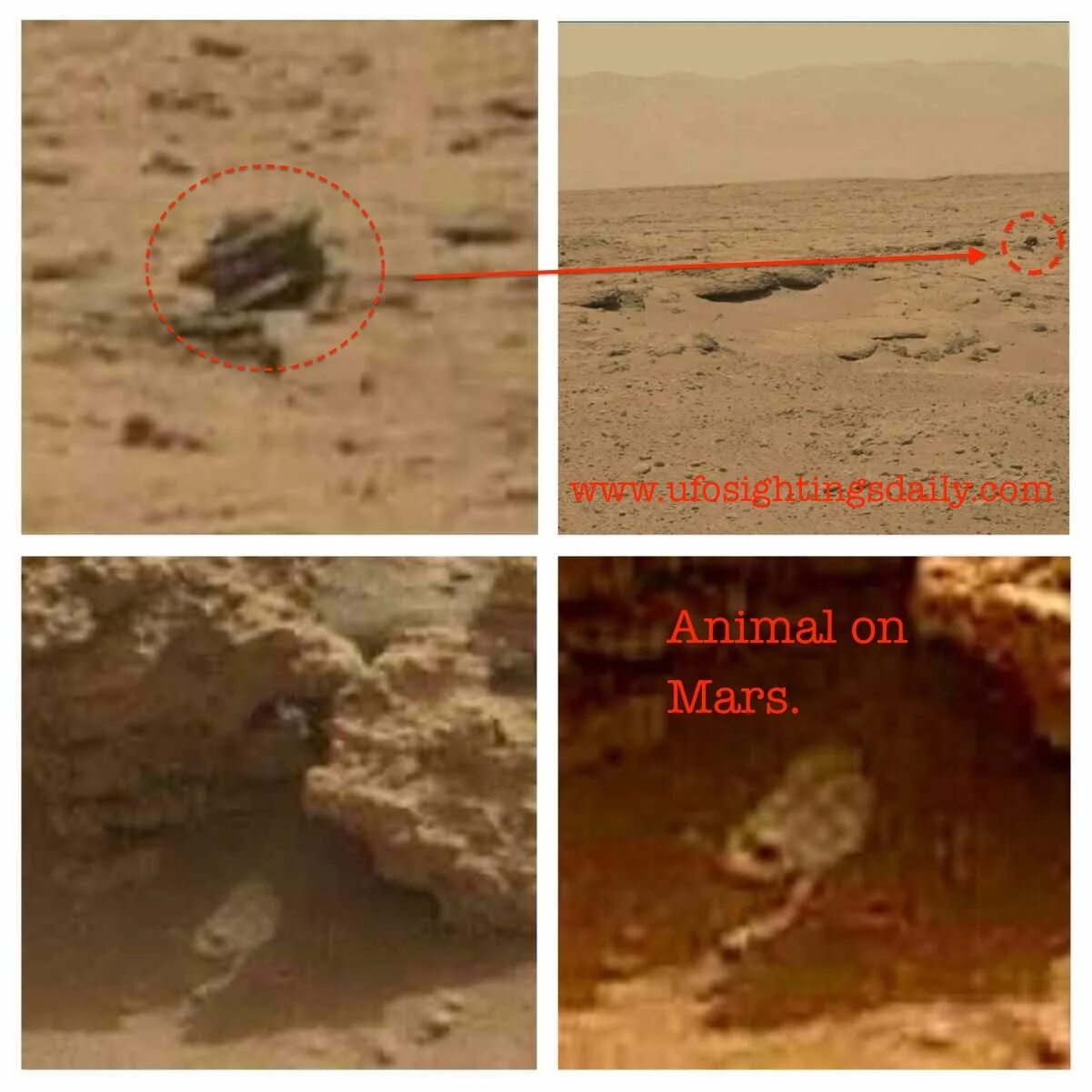 Ящерица на Марсе. Собака на Марсе. И на марсе будут марсе текст