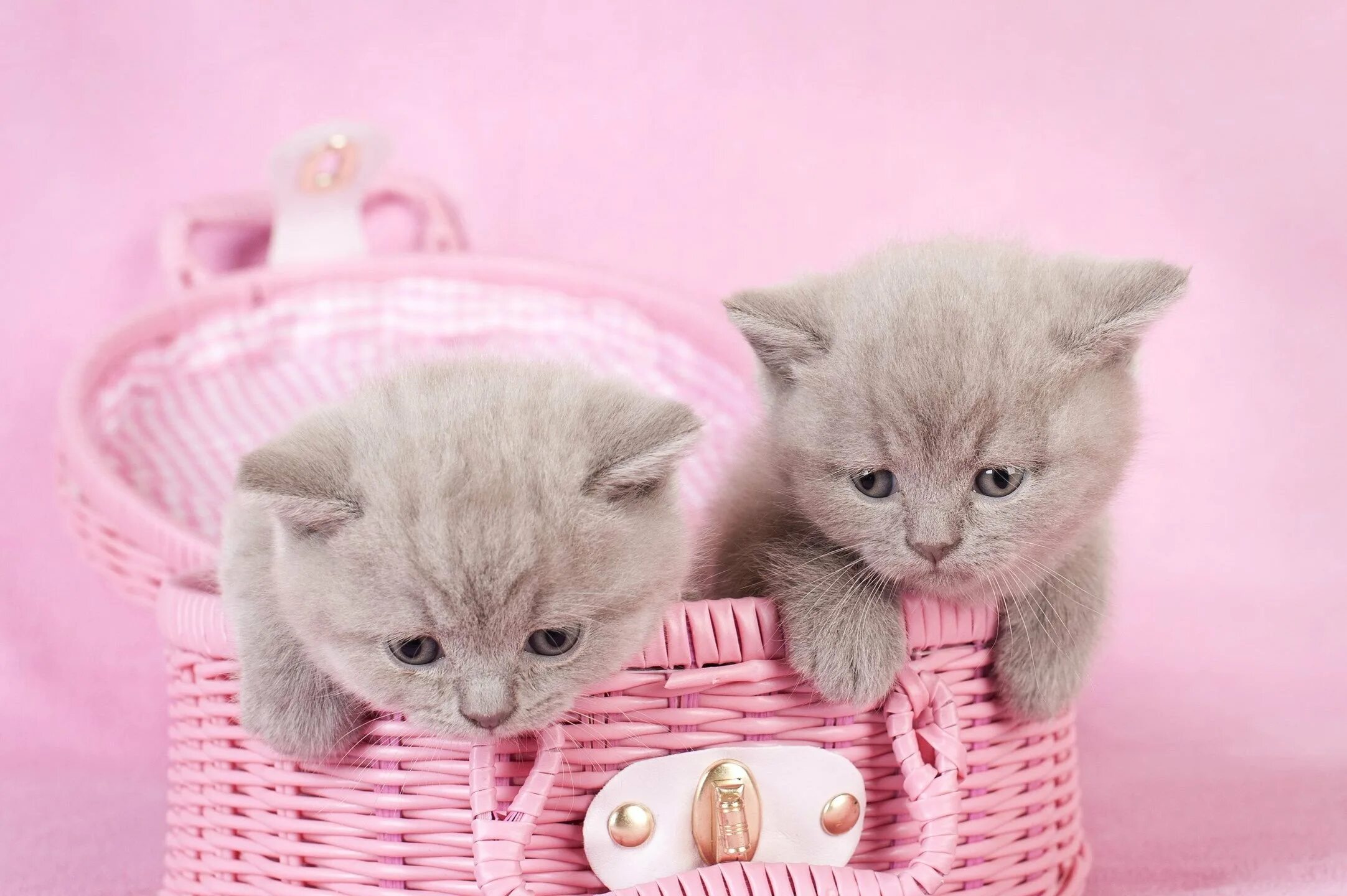 Песня маленькие миленькие. Милые котики. Красивые котята. Розовый котенок. Котята милашки.