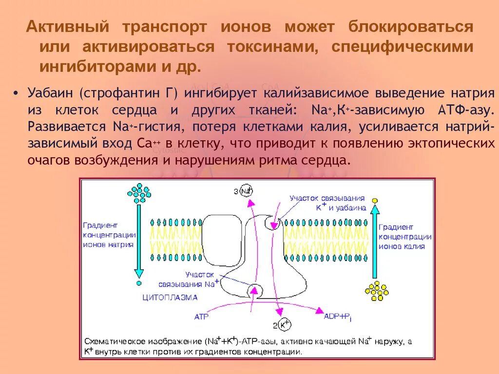 Активный транспорт. Механизм активного транспорта. Активный ионный транспорт.