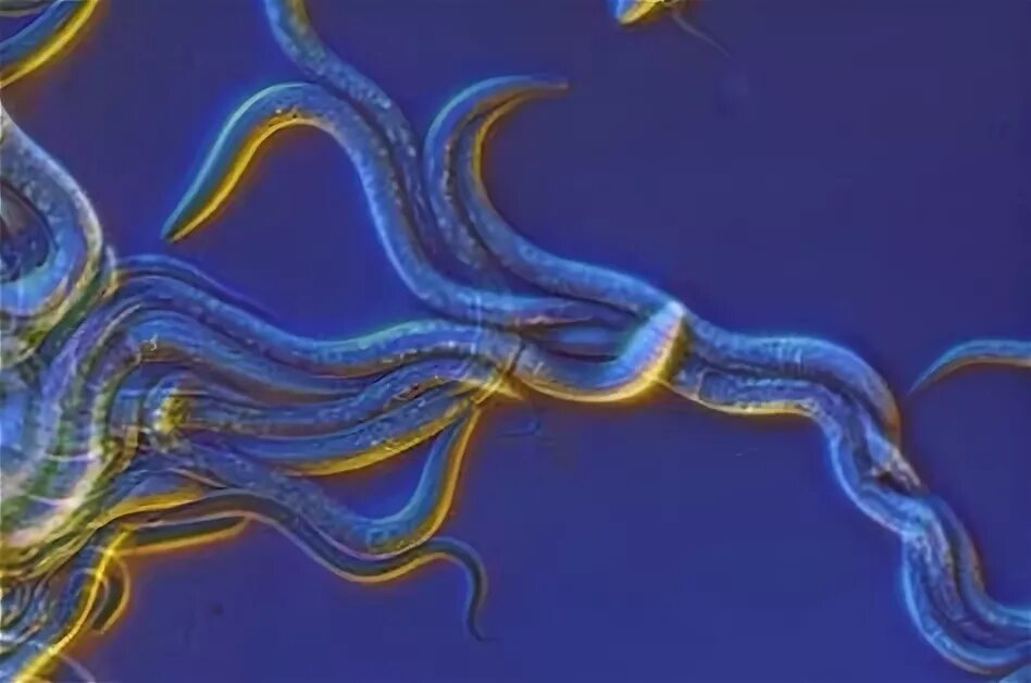 Червь геншин. Иллюминит нарралликлиус. Протобионтыткак выглядели. Caenorhabditis elegans. Как выглядят олигондрологии.