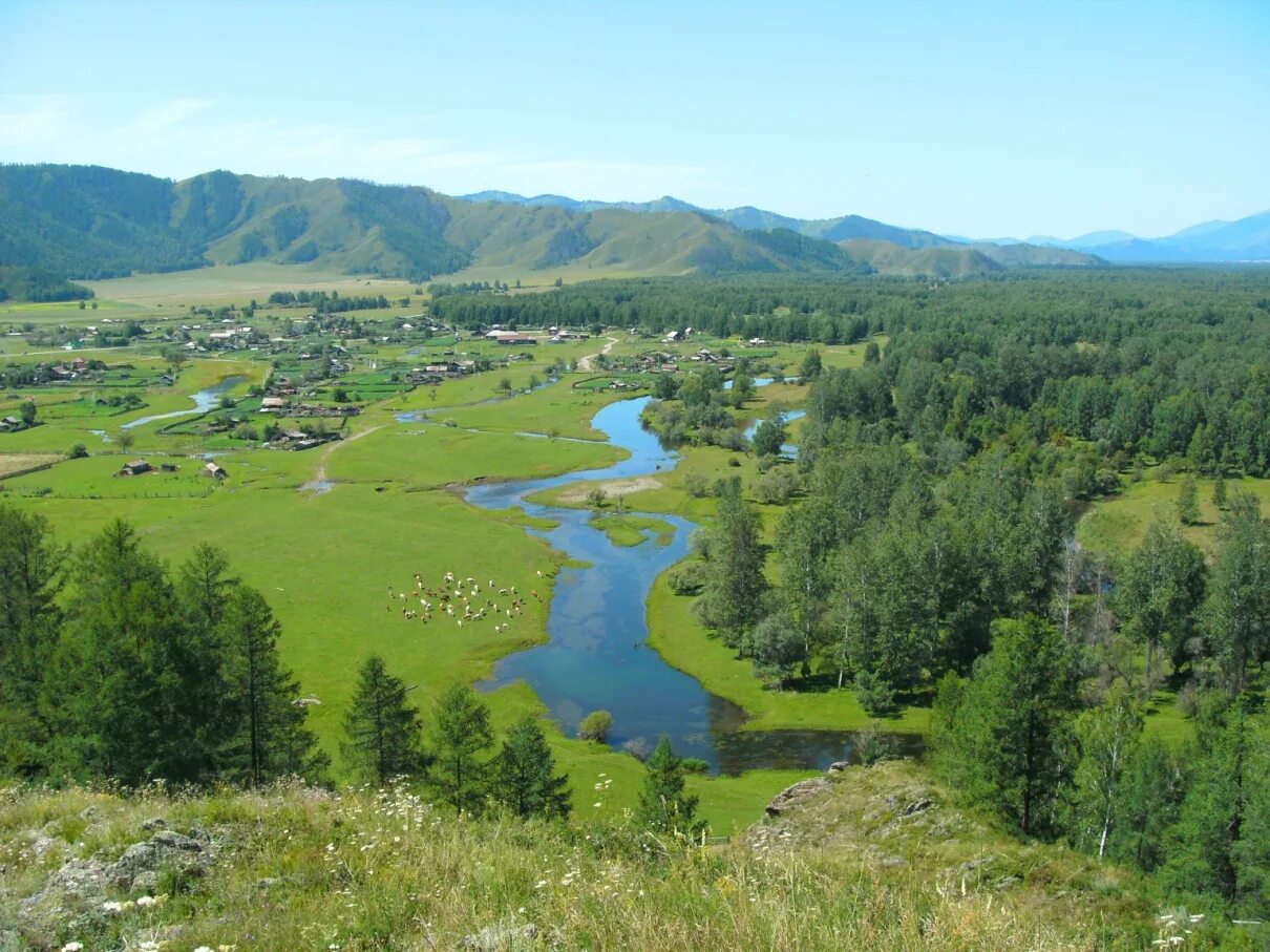 Село ело алтайского края. Алтайская деревня горный Алтай. Село козуль Республика Алтай. Горный Алтай горные села. Горный Алтай деревня Тихонькая.