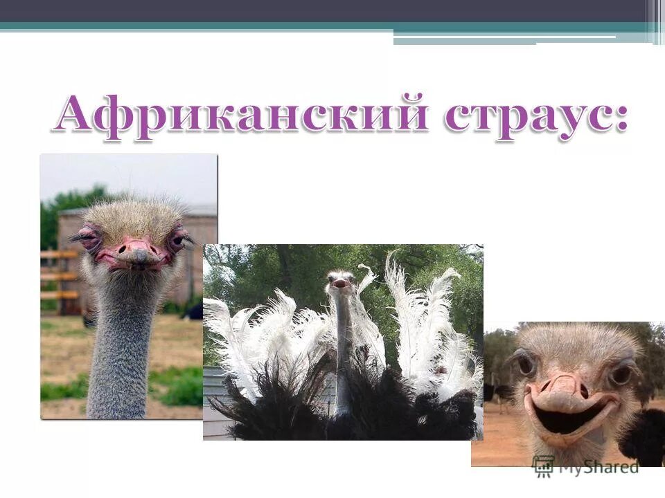 зоология изучает птиц