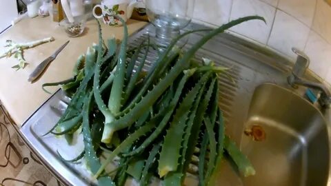 Алоэ сделать лекарство рецепт