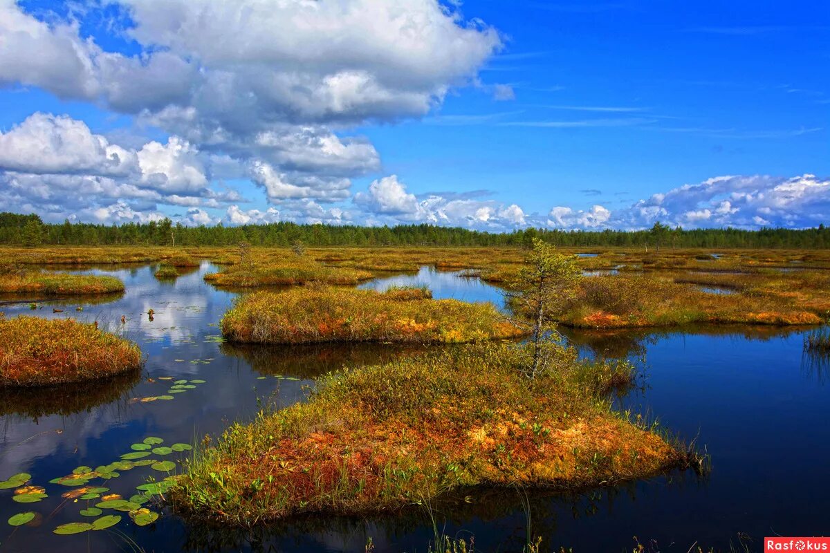 белоруссия топи болот. природный резерват аксиньинское болото. понтинские болота. болото б. большое клюквенное болото в тамбовской области.