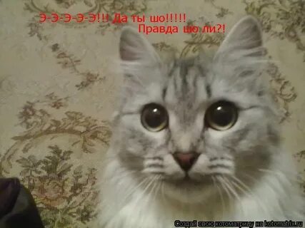 Ли шо