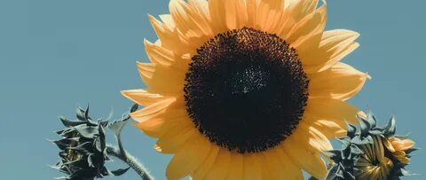 Sunflower 4