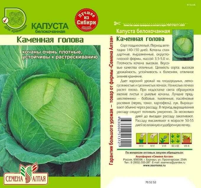 Лучшие сорта капусты для засолки и хранения. Лучшие сорта капусты для засолки и хранения