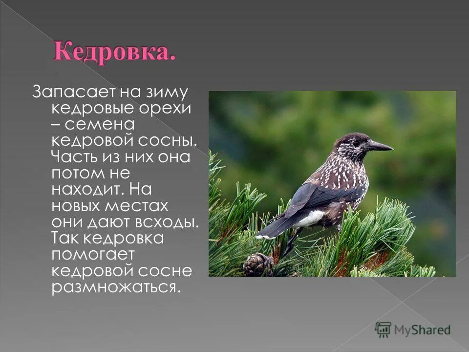 Птенец кедровки. Кедровка в тайге. Кедровка таёжные птицы. Птицы тайги кедровка. Кедровка на кедре.