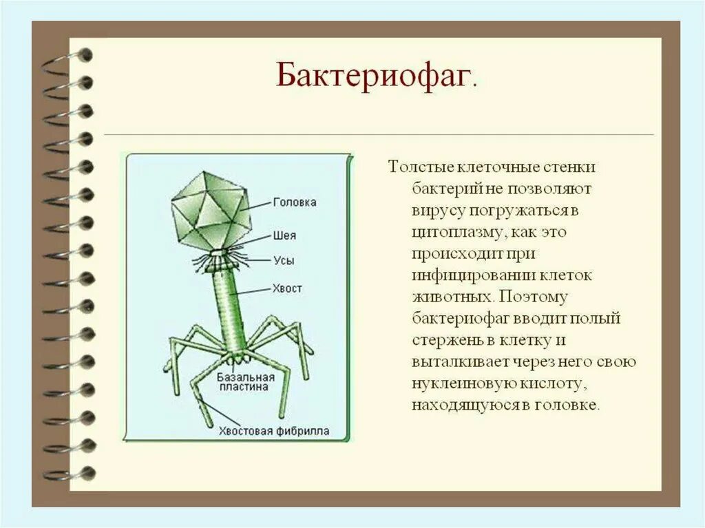 Вирусы 7 класс биология. Вирус бактериофаг 5 класс биология. Полый стержень бактериофага. Микроорганизм бактериофаг. Модель вируса 5 класс бактериофаг.